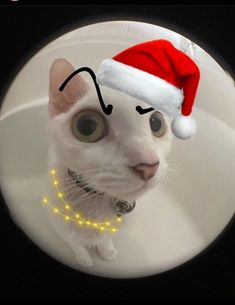 a white cat wearing a santa hat with yellow lights around it's neck and nose