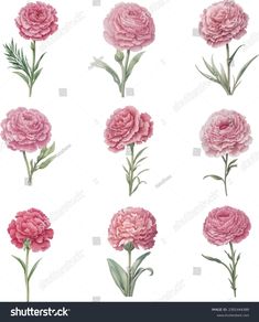 pink carnations on white background with green stems and leaves, watercolor painting