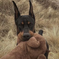 a dog holding a stuffed animal in its mouth