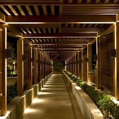 the walkway is lined with plants and lit up by lights on either side of it