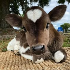 a brown and white cow laying on top of a rug