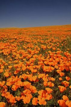 a field full of orange flowers under a blue sky