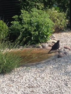 a black bird sitting on top of a rock covered ground next to grass and bushes