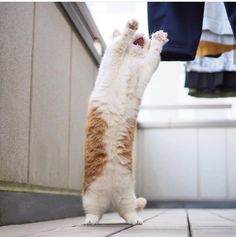 an orange and white cat standing on its hind legs with it's front paws in the air