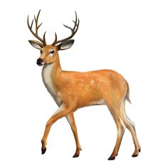 an image of a deer with antlers on it's head and horns, walking