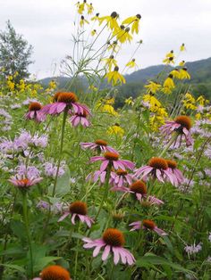 purple and yellow flowers in a field with mountains in the background