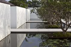 an outdoor pond with water lilies and trees in the foreground, surrounded by white walls