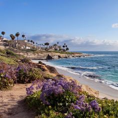 the beach is lined with purple flowers and palm trees, along with houses in the distance