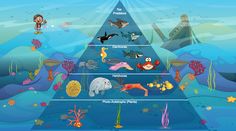 the ocean floor is filled with different types of animals