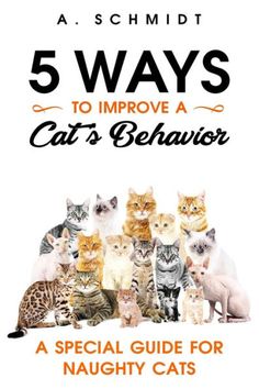 five ways to improve a cat's behavior