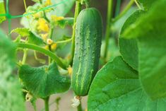 a cucumber growing on a vine in the garden