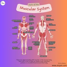 the muscular system is shown in this diagram, with labels on each side and an image of