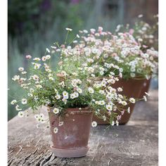 small white flowers in clay pots sitting on a log