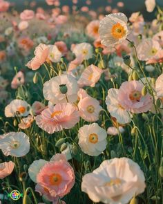 a field full of pink and white flowers