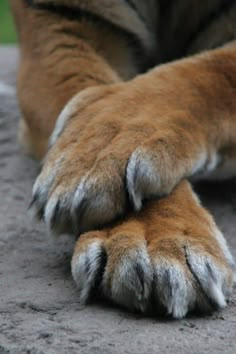 the paw of an animal that is laying down