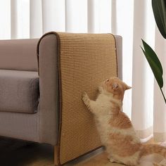 an orange and white cat standing on its hind legs in front of a beige couch