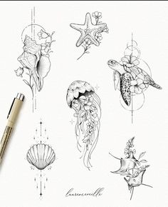 an ink drawing of sea animals and seashells