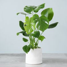 Monstera Deliciosa Plant Indoor Plants Living Rooms, Monster Plant, Deliciosa Plant, Big Indoor Plants, Date Plant, Tropical House Plants, Philodendron Monstera, Plant Parent, Cheese Plant