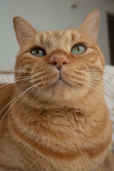 an orange tabby cat looking up at the camera