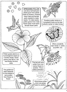 a coloring book page with flowers and plants in the pages, including an insect's life cycle