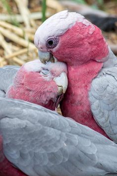 two pink and grey birds are sitting together on the ground with their beaks touching each other