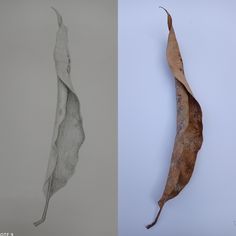 two different types of leaves are shown side by side