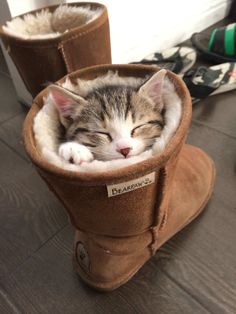 a small kitten is sleeping in a boot