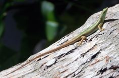 a lizard sitting on top of a tree branch