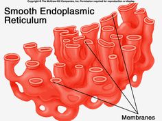 the structure of an endoplasmic reticum