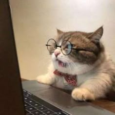 a cat with glasses and a tie sitting in front of a laptop