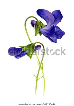 two purple flowers with green stems on a white background