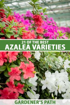 azalea varieties in the greenhouse with text overlay