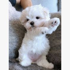 a small white dog sitting on top of a couch