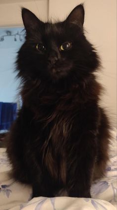 a black cat sitting on top of a bed