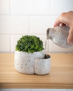 a person pouring water into a potted plant