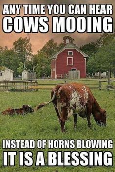 an image of a cow that is in the grass with caption saying, any time you can hear cows mooing instead of horns blowing it is a blessing