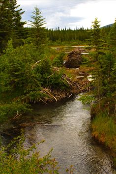 a river running through a lush green forest