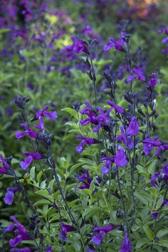 purple flowers are blooming in the garden