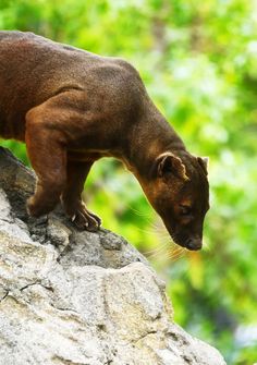 a small brown animal standing on top of a rock next to green trees and bushes