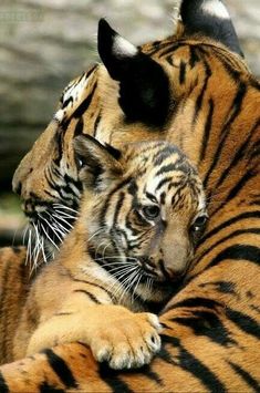 two tiger cubs cuddle together in the grass