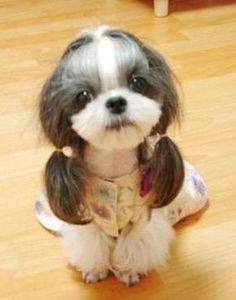 a small dog sitting on top of a wooden floor