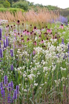 purple and white flowers are growing in the grass next to some tall grasses on a hill