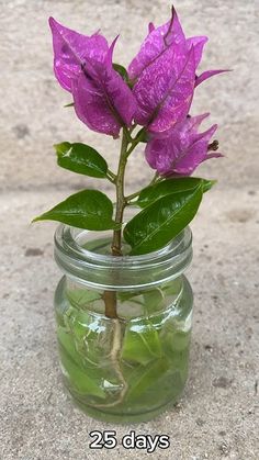 Propagate Bougainvillea, Bougainvillea Garden, Bougainvillea Bonsai, Plants Grown In Water, Diy Garden Decor Projects, Garden Hacks Diy, Unique Garden Decor, Garden Decor Projects