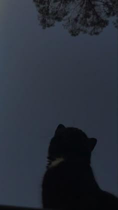 Dark academia cat dusk Sky Black Cat Cute Wallpaper, Cat Dark Wallpaper, Black Cat Iphone Wallpaper, Dark Cat Wallpaper, Black Cat Wallpaper Aesthetic, Cat Black Wallpaper, Cute Black Cat Aesthetic, Black Cat Aesthetic Wallpaper, Black Cat Background