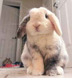 a rabbit is sitting on the floor in front of a door and looking at the camera