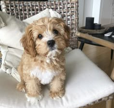 a small brown dog sitting on top of a white chair