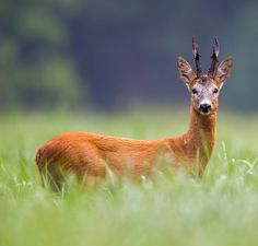 a deer with antlers standing in tall grass