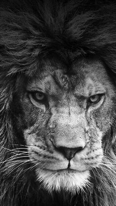 a black and white photo of a lion's face with the mane curled up