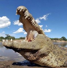 an alligator is sitting in the water with its mouth open and it's teeth out