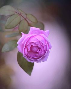 a pink rose with green leaves in the foreground and a blurry background behind it